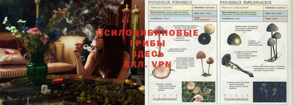 стаф Арсеньев